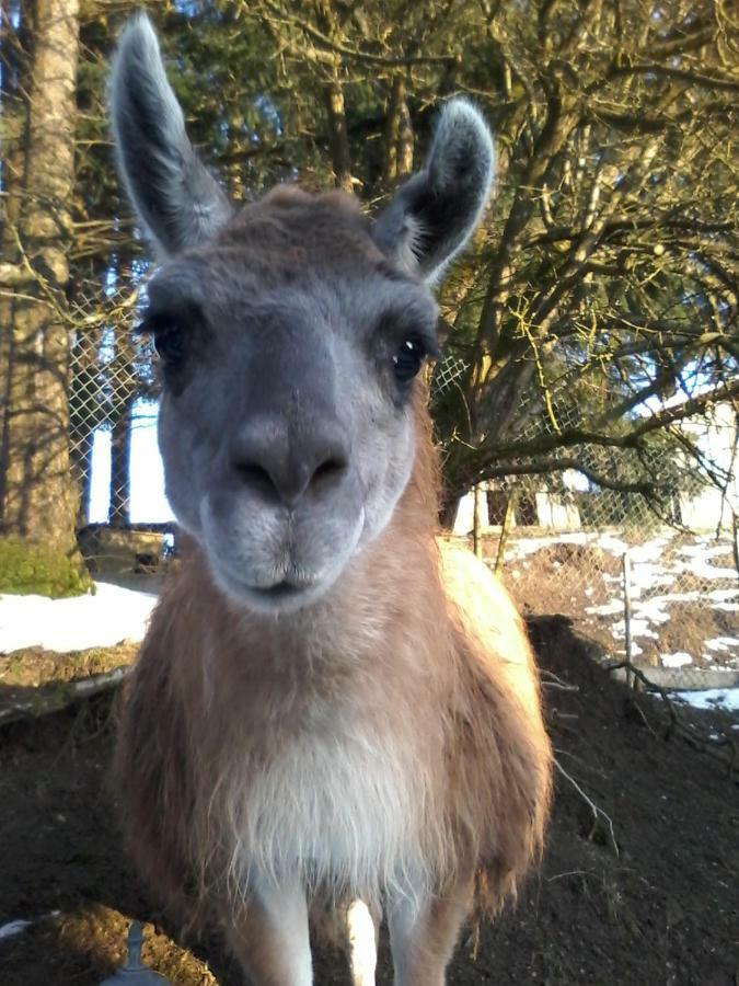 Funny-Farm Villa Sassen Buitenkant foto